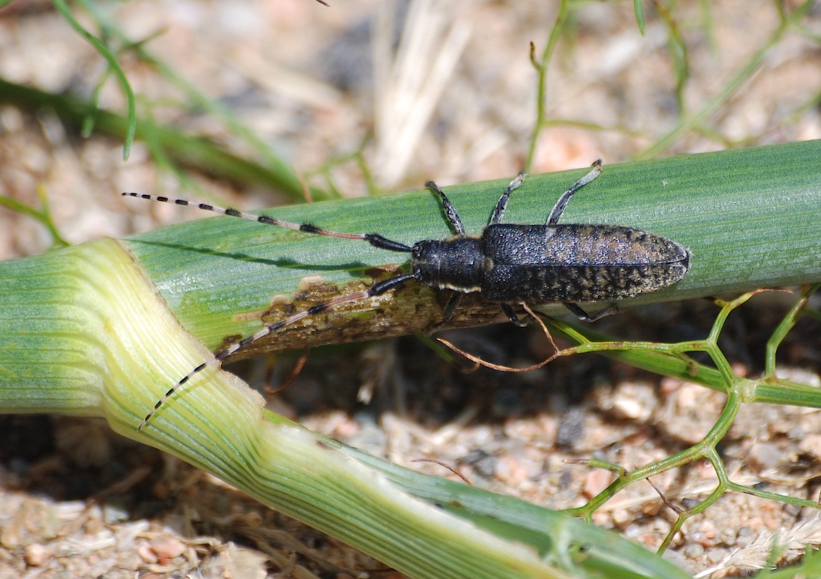 ID 12 - Agapanthia sicula ssp. malmerendii